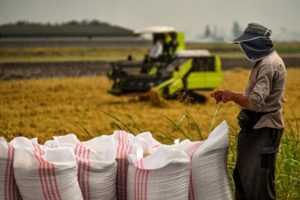 تاثیر مخارج تحقیق و توسعه بخش کشاورزی بر نابرابری درآمد در مناطق روستایی ایران